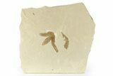 Fossil Fern Leaf (Lygodium) - Green River, Utah #256827-1